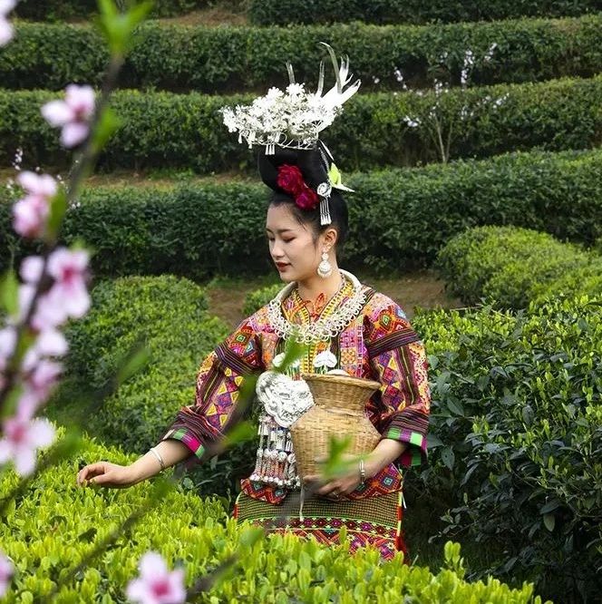 Claim Danzhai Tea Garden to give you the first taste of freshness in spring.